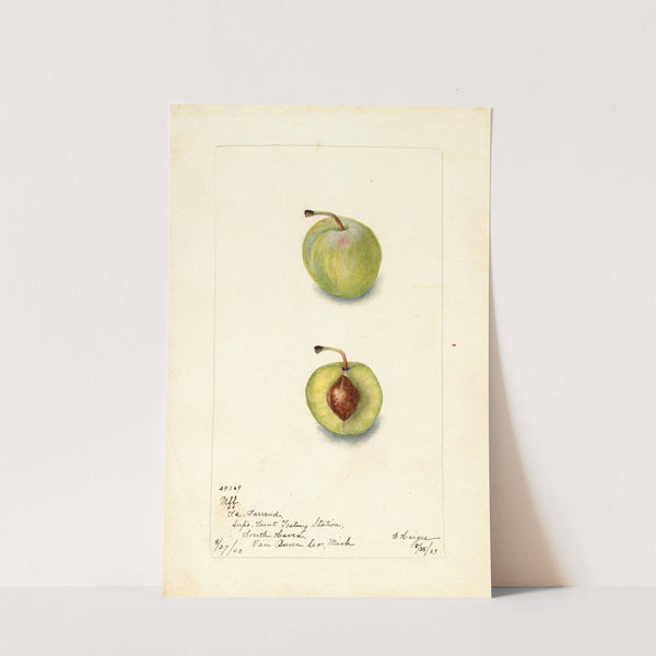 Prunus domestica: Uff by Bertha Heiges