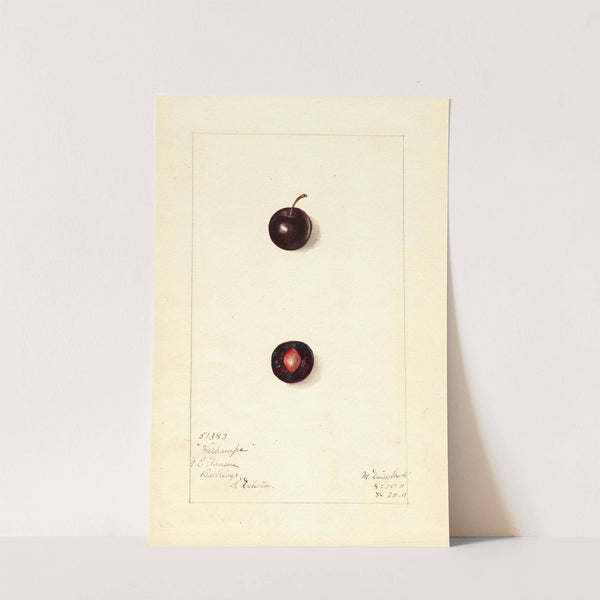 Prunus domestica: Wachampa by Mary Daisy Arnold