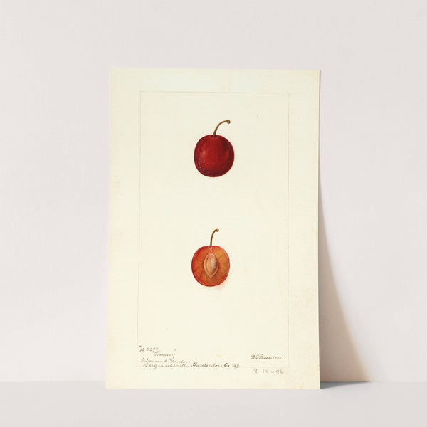 Prunus domestica: Warren by Deborah Griscom Passmore