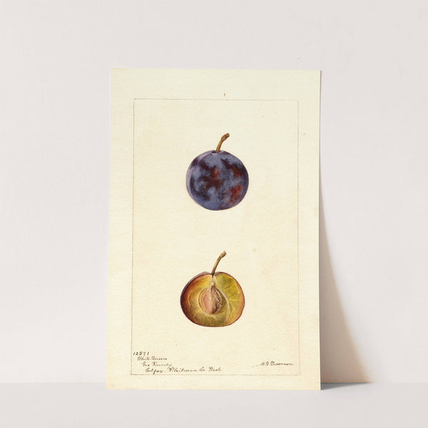 Prunus domestica: White Queen by Deborah Griscom Passmore