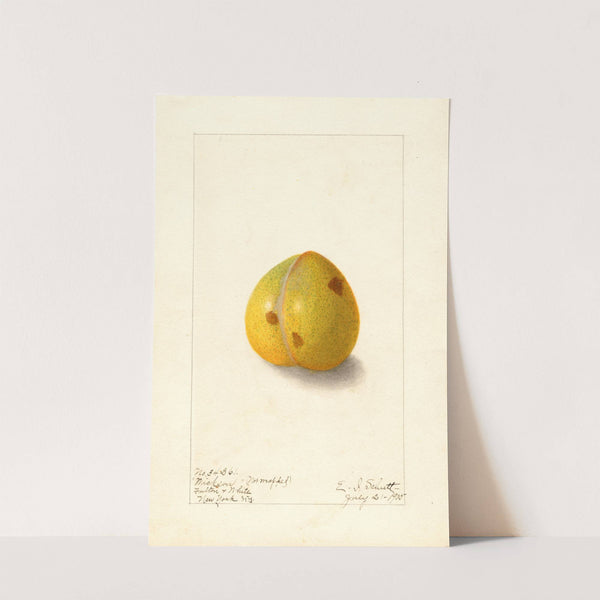 Prunus domestica: Wickson by Ellen Isham Schutt