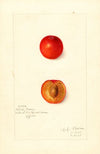 Prunus domestica: Wild Goose