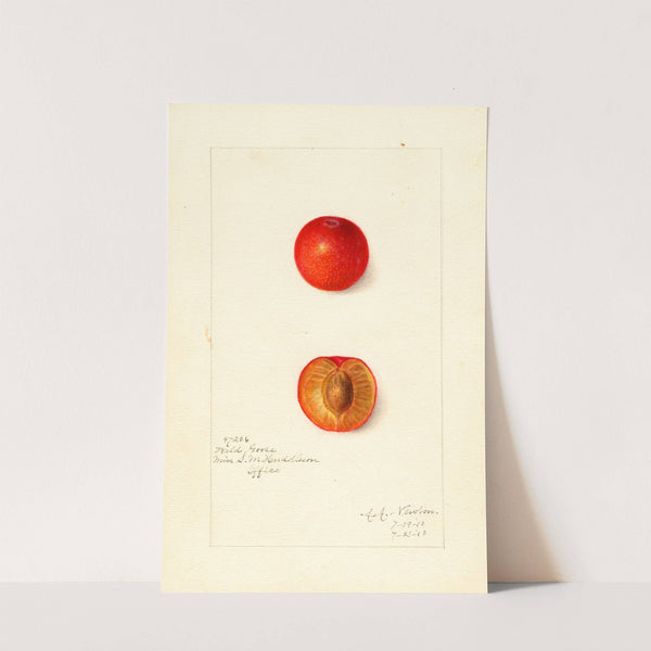 Prunus domestica: Wild Goose by Amanda Almira Newton