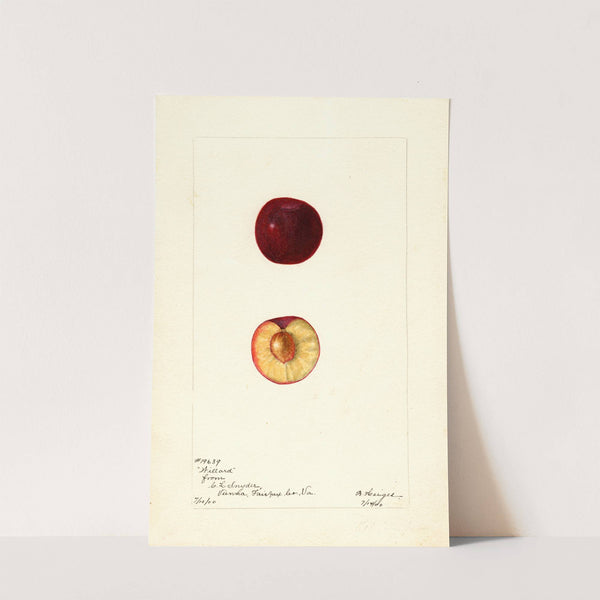 Prunus domestica: Willard by Bertha Heiges