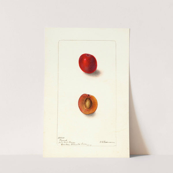 Prunus domestica: Wyant by Deborah Griscom Passmore