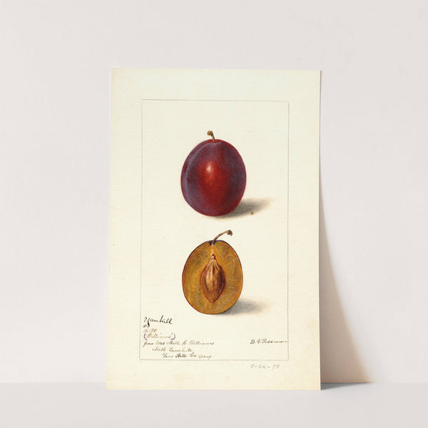 Prunus domestica: Yamhill by Deborah Griscom Passmore