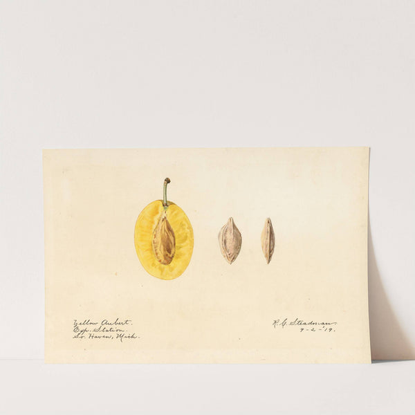 Prunus domestica: Yellow Aubert by Royal Charles Steadman