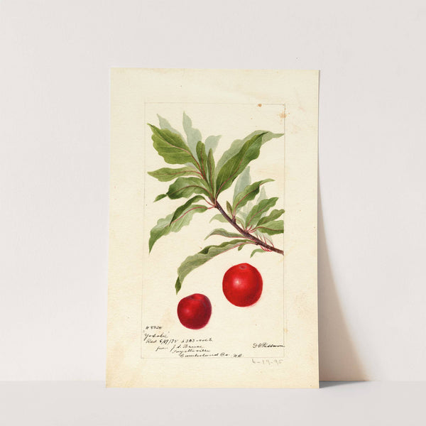 Prunus domestica: Yosobe by Deborah Griscom Passmore