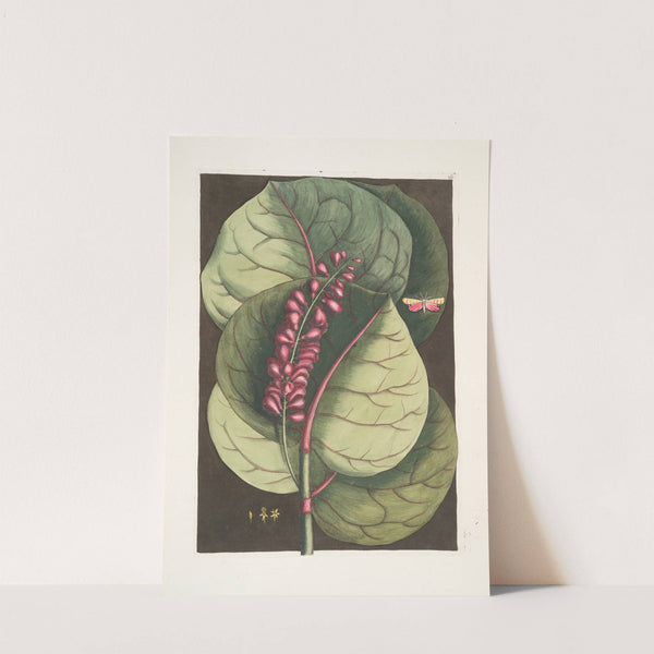 Prunus maritima racemosa, The Mangrove Grape-Tree; Phalæna Caroliniana &c. by Mark Catesby