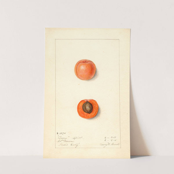 Prunus mume: Barry (1911) by Mary Daisy Arnold