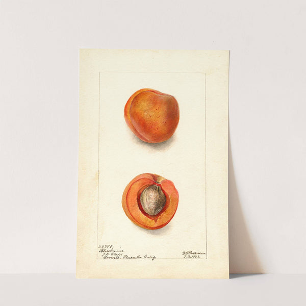 Prunus mume: Blenheim (1902) by Deborah Griscom Passmore