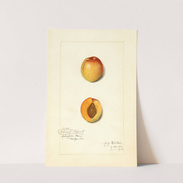 Prunus mume: Chas by Amanda Almira Newton