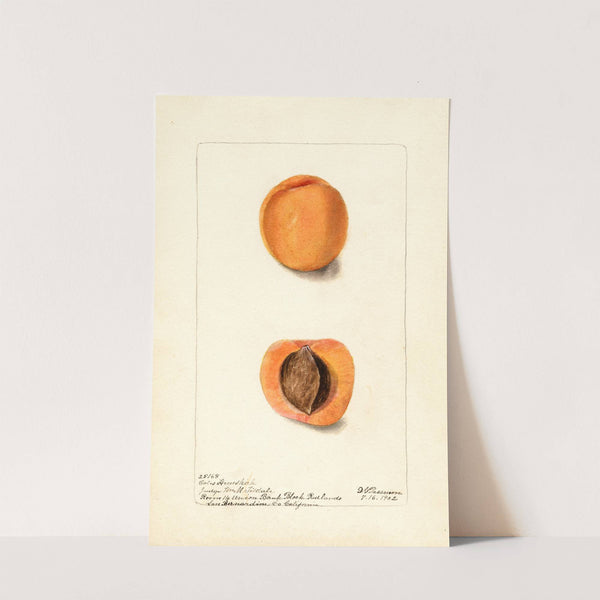 Prunus mume: Coles Hemskirk by Deborah Griscom Passmore