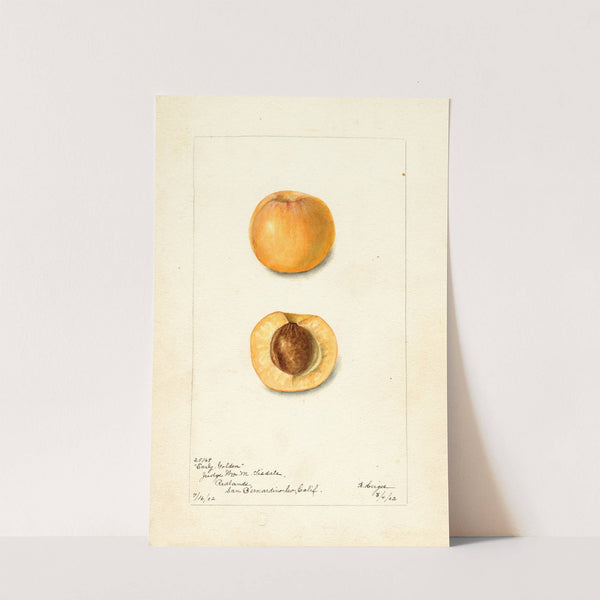 Prunus mume: Early Golden by Bertha Heiges
