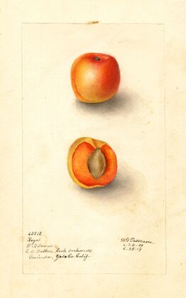 Prunus mume: Royal