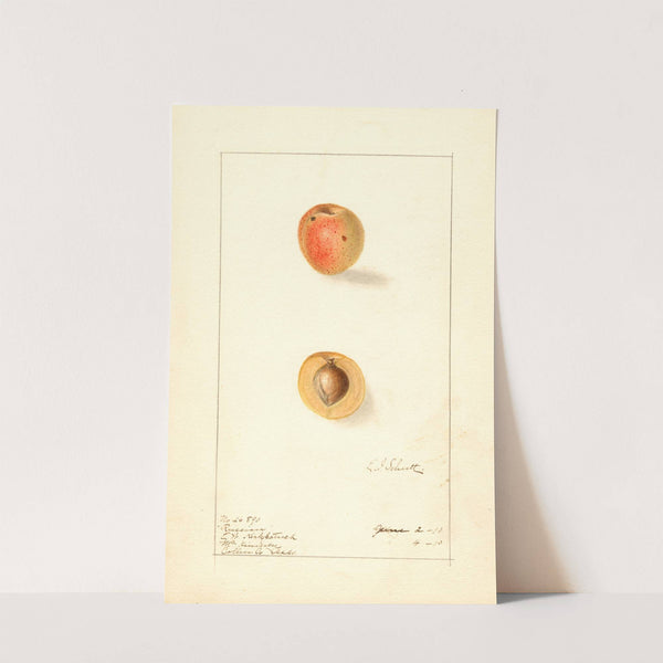 Prunus mume: Russian by Ellen Isham Schutt