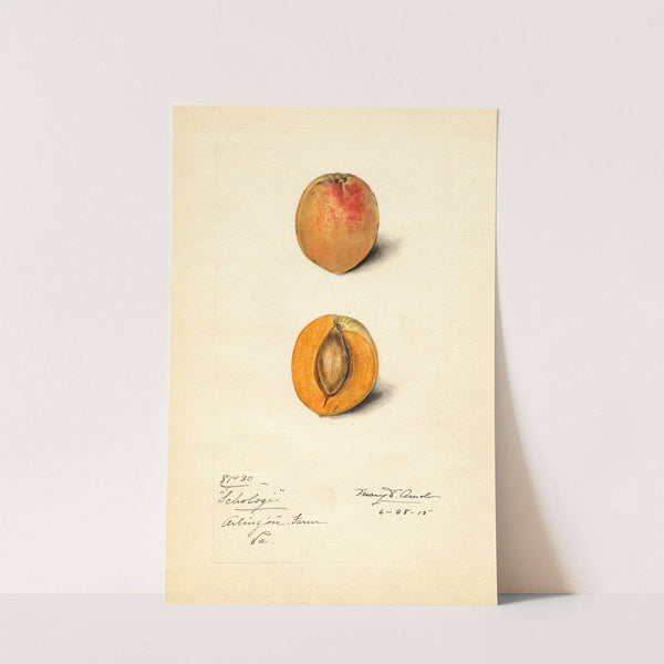 Prunus mume: Schologi by Mary Daisy Arnold