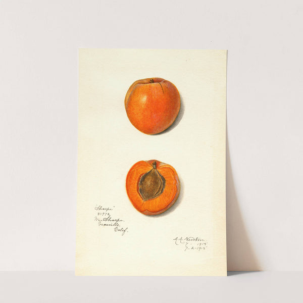 Prunus mume: Sharpe by Amanda Almira Newton