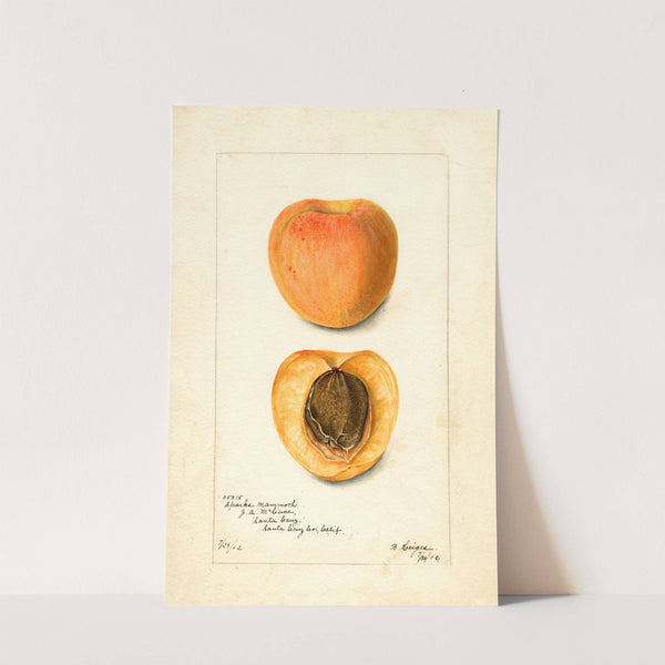 Prunus mume: Sparks Mammoth by Bertha Heiges