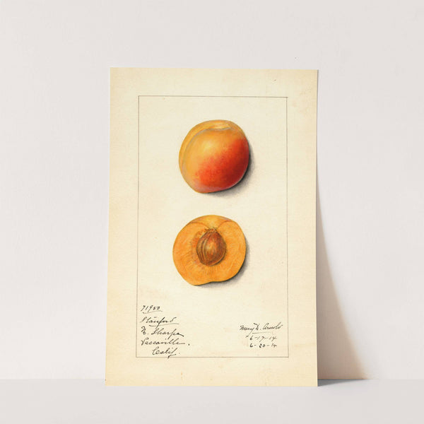 Prunus mume: Stanford by Mary Daisy Arnold