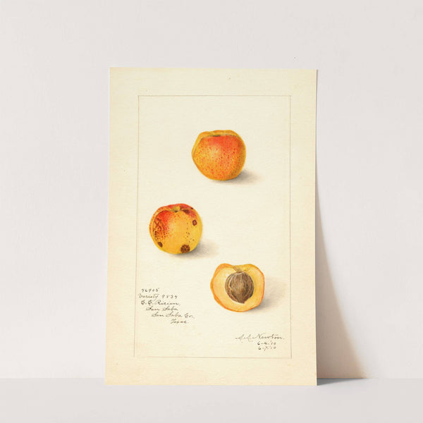 Prunus mume: Variety 9834 by Amanda Almira Newton