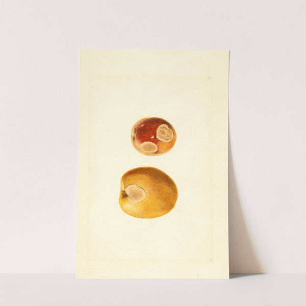 Prunus persica by James Marion Shull