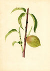 Prunus persica