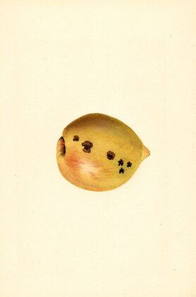 Prunus persica
