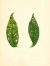 Prunus persica