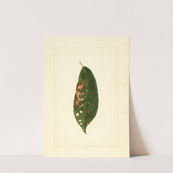 Prunus persica by James Marion Shull