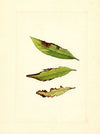 Prunus persica