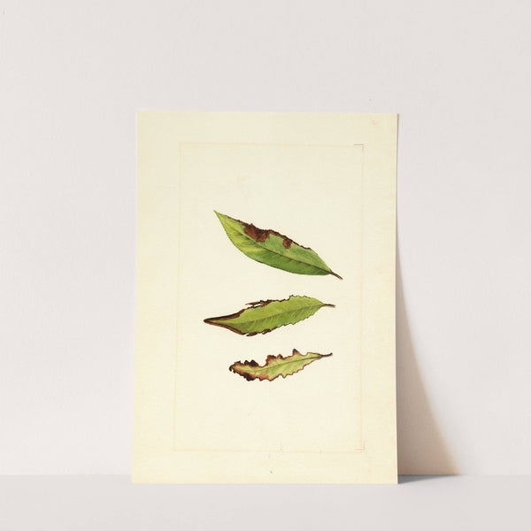 Prunus persica by James Marion Shull