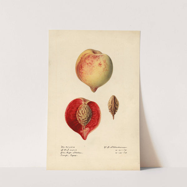 Prunus persica by Royal Charles Steadman
