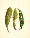 Prunus persica