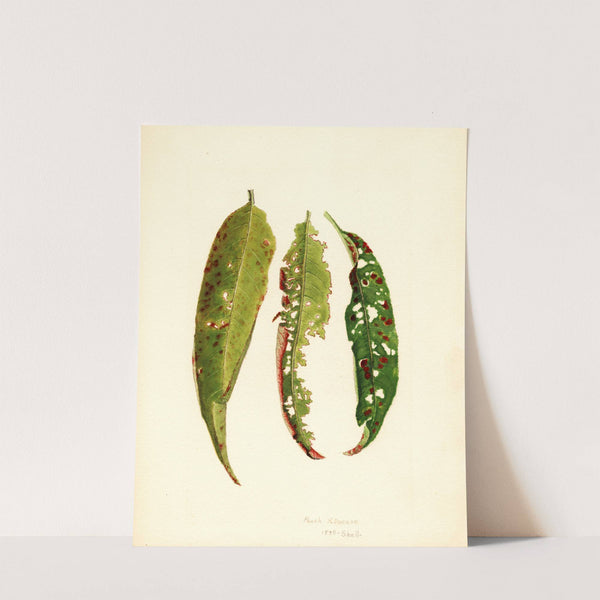 Prunus persica by James Marion Shull