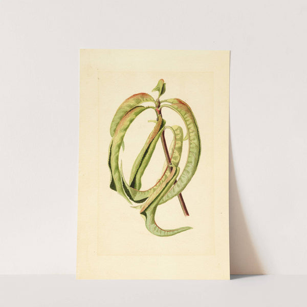 Prunus persica by James Marion Shull