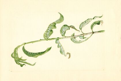 Prunus persica