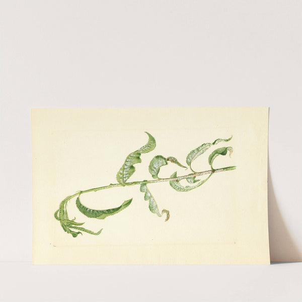 Prunus persica by James Marion Shull