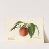 Prunus persica: Admiral Dewey by Royal Charles Steadman
