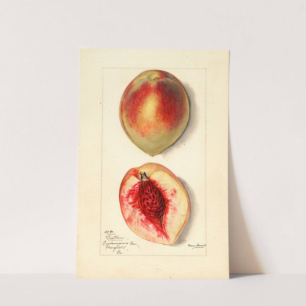 Prunus persica: Baston by Mary Daisy Arnold