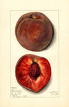 Prunus persica: Bloomington