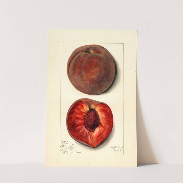 Prunus persica: Bloomington by Mary Daisy Arnold