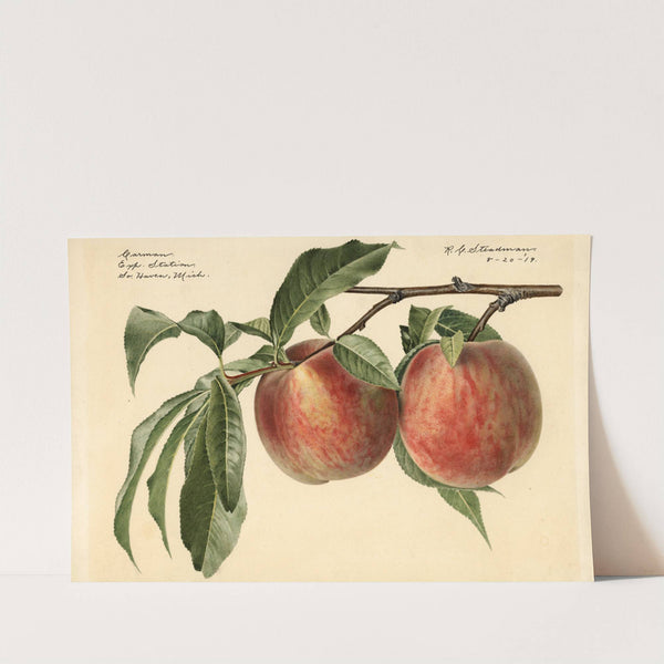 Prunus persica: Carman by Royal Charles Steadman