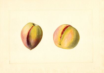 Prunus persica: Early Crawford? — size preview