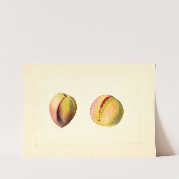 Prunus persica: Early Crawford? by James Marion Shull