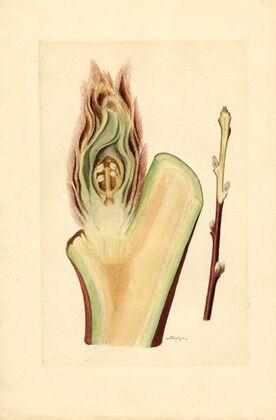 Prunus persica: Elberta
