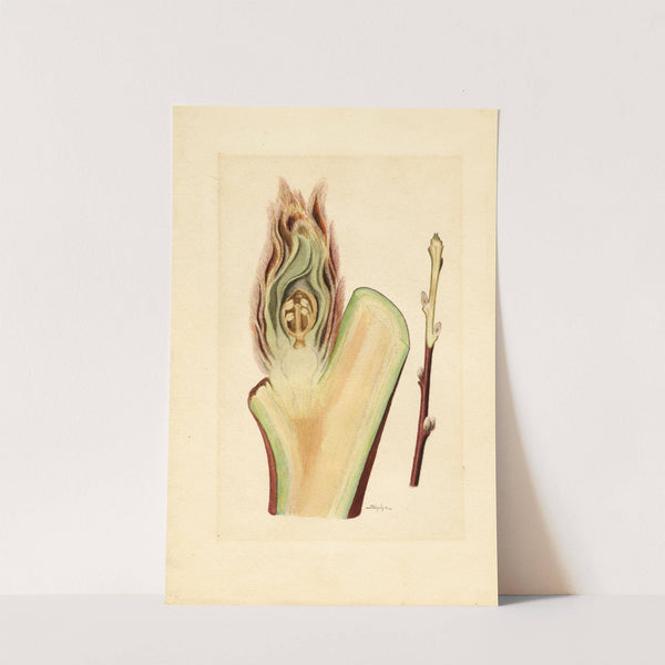 Prunus persica: Elberta by James Marion Shull