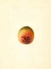 Prunus persica: Elberta