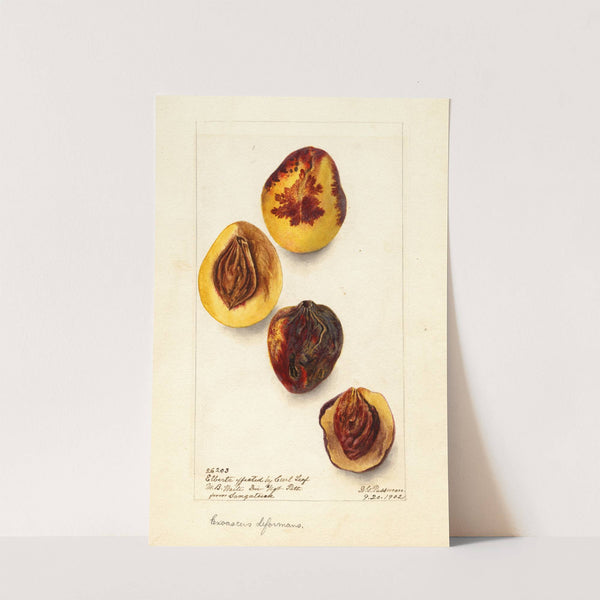 Prunus persica: Elberta by Deborah Griscom Passmore