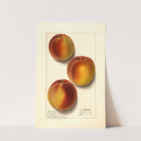 Prunus persica: Elberta by Ellen Isham Schutt